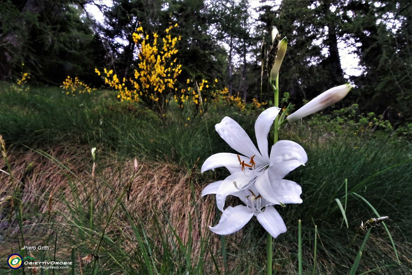 09 Giglio di monte (Paradisea liliastrum).JPG